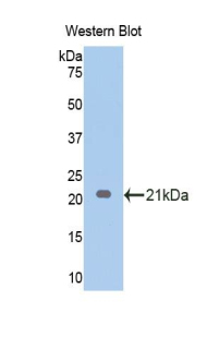 EDN1 / Endothelin 1 Antibody - Western blot of recombinant EDN1 / Endothelin 1.  This image was taken for the unconjugated form of this product. Other forms have not been tested.