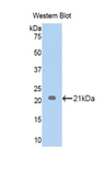 EDN1 / Endothelin 1 Antibody - Western blot of recombinant EDN1 / Endothelin 1.  This image was taken for the unconjugated form of this product. Other forms have not been tested.