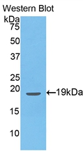 EDN1 / Endothelin 1 Antibody - Western Blot; Sample: Recombinant protein.