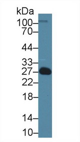 EDN1 / Endothelin 1 Antibody - Western Blot; Sample: Rat Serum; Primary Ab: 1µg/ml Rabbit Anti-Rat EDN1 Antibody Second Ab: 0.2µg/mL HRP-Linked Caprine Anti-Rabbit IgG Polyclonal Antibody