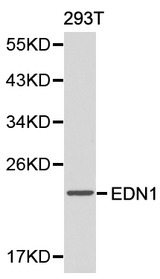 EDN1 / Endothelin 1 Antibody - Western blot of EDN1 pAb in extracts from 293T cells.
