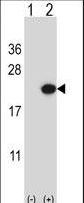EDN2 / Endothelin 2 Antibody - Western blot of EDN2 (arrow) using rabbit polyclonal EDN2 Antibody. 293 cell lysates (2 ug/lane) either nontransfected (Lane 1) or transiently transfected (Lane 2) with the EDN2 gene.