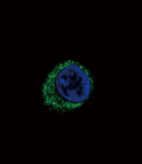 EDNRA / Endothelin A Receptor Antibody - Confocal immunofluorescence of EDNRA Antibody with HepG2 cell followed by Alexa Fluor 488-conjugated goat anti-rabbit lgG (green). DAPI was used to stain the cell nuclear (blue).