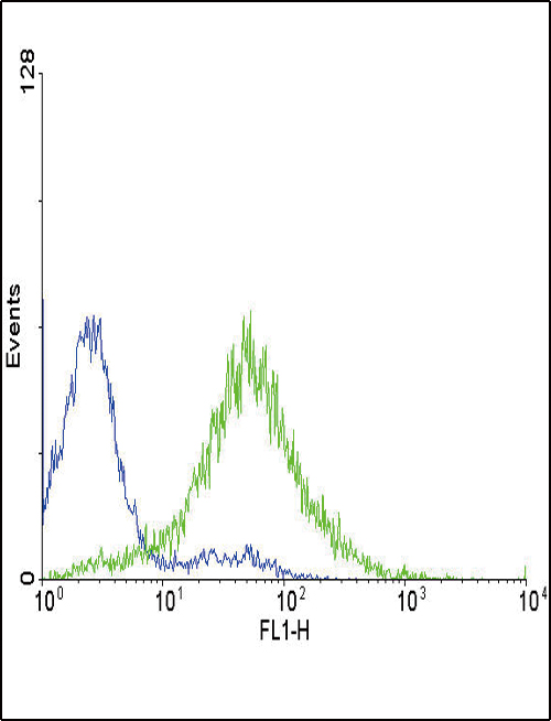 EDNRA / Endothelin A Receptor Antibody - Flow cytometric of CEM cells using EDNRA Antibody (green histogram) compared to a negative control cell (blue histogram). FITC-conjugated goat-anti-rabbit secondary antibodies were used for the analysis.