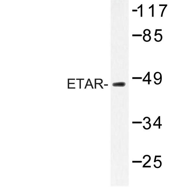 EDNRA / Endothelin A Receptor Antibody - Western blot of ETAR (D424) pAb in extracts from COS7 cells.