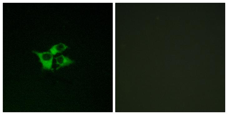 EDNRA / Endothelin A Receptor Antibody - Peptide - + Immunofluorescence analysis of COS-7 cells, using EDNRA antibody.