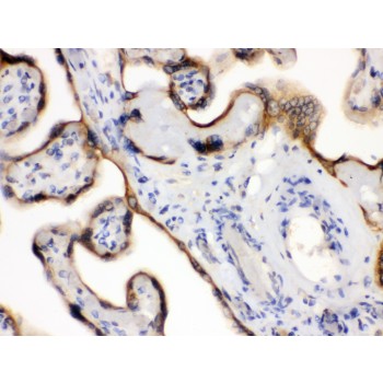 EDNRB / Endothelin B Receptor Antibody - EDNRB antibody IHC-paraffin. IHC(P): Human Placenta Tissue.