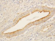 EDNRB / Endothelin B Receptor Antibody -  This image was taken for the unconjugated form of this product. Other forms have not been tested.
