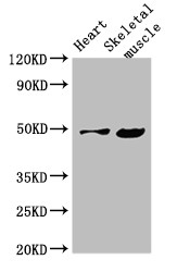 EDNRB / Endothelin B Receptor Antibody - Positive WB detected in:Mouse heart tissue,Mouse skeletal muscle tissue;All lanes:EDNRB antibody at 4?g/ml;Secondary;Goat polyclonal to rabbit IgG at 1/50000 dilution;Predicted band size: 50,49,60 KDa;Observed band size: 50 KDa;