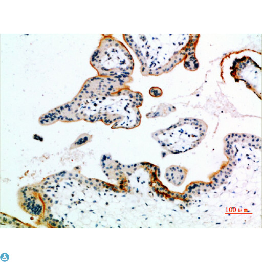 EDNRB / Endothelin B Receptor Antibody - Immunohistochemical analysis of paraffin-embedded human-placenta, antibody was diluted at 1:200.