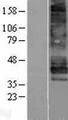 EDNRB / Endothelin B Receptor Protein - Western validation with an anti-DDK antibody * L: Control HEK293 lysate R: Over-expression lysate
