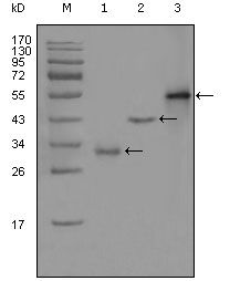 EDR / PEG10 Antibody - PEG10 Antibody in Western Blot (WB)