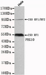 EDR / PEG10 Antibody - Western blot detection of PEG10 in HeLa cell lysates using PEG10 mouse monoclonal antibody (1:1000 dilution). Predicted band size: 55KDa. Observed band size:55KDa, 95KDa.