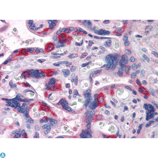EDR / PEG10 Antibody - Immunohistochemistry (IHC) analysis of paraffin-embedded human Placenta tissues with AEC staining using PEG10 Monoclonal Antibody.
