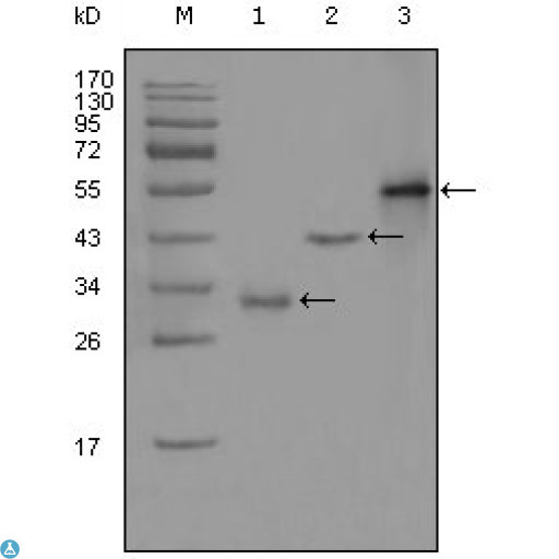 EDR / PEG10 Antibody - Confocal Immunofluorescence (IF) analysis of methanol-fixed HepG2 cells using PEG10 Monoclonal Antibody (green), showing cytoplasmic localization. Blue: DRAQ5 fluorescent DNA dye.