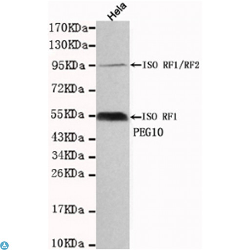 EDR / PEG10 Antibody - Western blot detection of PEG10 in Hela cell lysates using PEG10 mouse mAb (1:1000 diluted). Predicted band size: 55KDa. Observed band size: 55KDa, 95KDa.