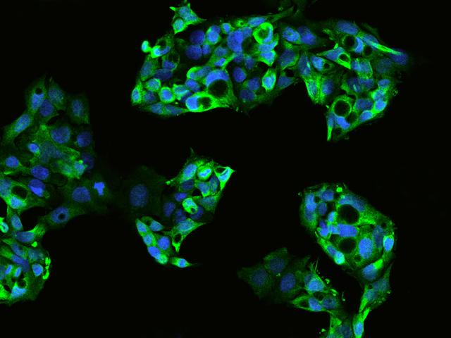 EDR / PEG10 Antibody - Immunofluorescence staining of PEG10 in HepG2 cells. Cells were fixed with 4% PFA, permeabilzed with 0.1% Triton X-100 in PBS, blocked with 10% serum, and incubated with rabbit anti-Human PEG10 polyclonal antibody (dilution ratio 1:200) at 4°C overnight. Then cells were stained with the Alexa Fluor 488-conjugated Goat Anti-rabbit IgG secondary antibody (green) and counterstained with DAPI (blue). Positive staining was localized to Cytoplasm.