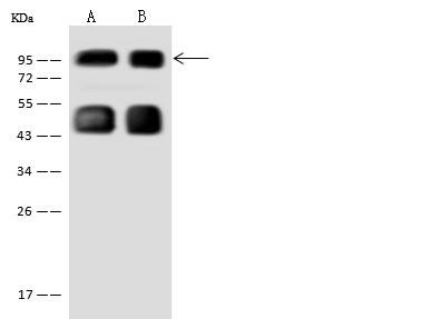 EDR / PEG10 Antibody - Anti-PEG10 rabbit polyclonal antibody at 1:500 dilution. Lane A: HEK-293 Whole Cell Lysate. Lane B: Hela Whole Cell Lysate. Lysates/proteins at 30 ug per lane. Secondary: Goat Anti-Rabbit IgG (H+L)/HRP at 1/10000 dilution. Developed using the ECL technique. Performed under reducing conditions. Predicted band size: 30 kDa.
