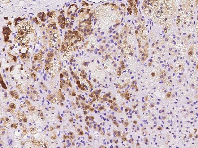 EDR / PEG10 Antibody - Immunochemical staining of human PEG10 in human adrenal gland with rabbit polyclonal antibody at 1:1000 dilution, formalin-fixed paraffin embedded sections.