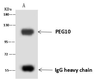 EDR / PEG10 Antibody - PEG10 was immunoprecipitated using: Lane A: 0.5 mg HEK 293 Whole Cell Lysate. 4 uL anti-PEG10 rabbit polyclonal antibody and 60 ug of Immunomagnetic beads Protein A/G. Primary antibody: Anti-PEG10 rabbit polyclonal antibody, at 1:100 dilution. Secondary antibody: Goat Anti-Rabbit IgG (H+L)/HRP at 1/10000 dilution. Developed using the ECL technique. Performed under reducing conditions. Predicted band size: 30 kDa. Observed band size: 100 kDa.