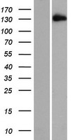 EDRF1 / C10orf137 Protein - Western validation with an anti-DDK antibody * L: Control HEK293 lysate R: Over-expression lysate