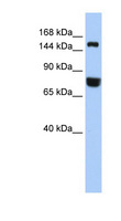 EEA1 Antibody - EEA1 antibody Western blot of 721_B cell lysate. This image was taken for the unconjugated form of this product. Other forms have not been tested.