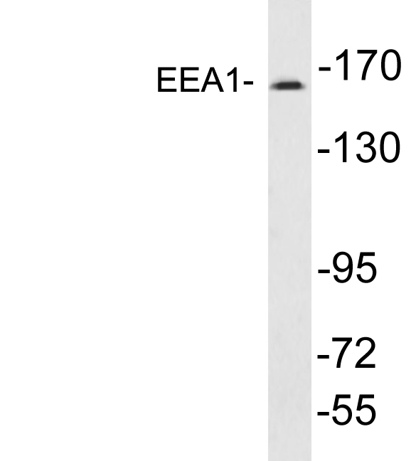 EEA1 Antibody - Western blot analysis of lysates from A431 cells , using EEA1 antibody.