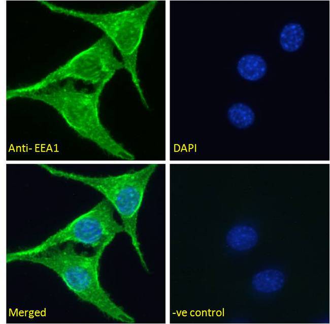 EEA1 Antibody - EEA1 antibody immunofluorescence analysis of paraformaldehyde fixed NIH3T3 cells, permeabilized with 0.15% Triton. Primary incubation 1hr (5ug/ml) followed by Alexa Fluor 488 secondary antibody (2ug/ml), showing vesicle/cytoplasmic staining. The nuclear stain is DAPI (blue). Negative control: Unimmunized goat IgG (10ug/ml) followed by Alexa Fluor 488 secondary antibody (2ug/ml).