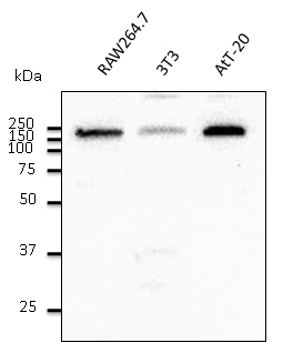 EEA1 Antibody - Western blot. Anti-EEA1 antibody at 1:500 dilution. Rabbit polyclonal to goat IgG (HRP) at 1:10000 dilution.