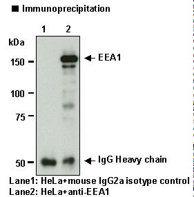 EEA1 Antibody