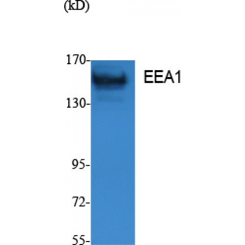 EEA1 Antibody - Western blot of EEA1 antibody
