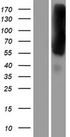 EEA1 Protein - Western validation with an anti-DDK antibody * L: Control HEK293 lysate R: Over-expression lysate