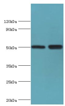 EED Antibody - Western blot. All lanes: Polycomb protein EED antibody at 4 ug/ml. Lane 1: HeLa whole cell lysate. Lane 2: K562 whole cell lysate. Secondary antibody: Goat polyclonal to rabbit at 1:10000 dilution. Predicted band size: 50 kDa. Observed band size: 50 kDa.
