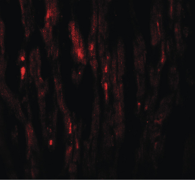 EED Antibody - Immunofluorescence of EED in human heart tissue with EED antibody at 20 ug/ml.