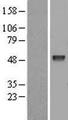 EED Protein - Western validation with an anti-DDK antibody * L: Control HEK293 lysate R: Over-expression lysate