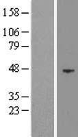 EED Protein - Western validation with an anti-DDK antibody * L: Control HEK293 lysate R: Over-expression lysate