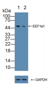 EEF1A1 Antibody - Knockout Varification: Lane 1: Wild-type Jurkat cell lysate; Lane 2: EEF1a1 knockout Jurkat cell lysate; Predicted MW: 48,50kd Observed MW: 50kd Primary Ab: 1µg/ml Rabbit Anti-Human EEF1a1 Antibody Second Ab: 0.2µg/mL HRP-Linked Caprine Anti-Rabbit IgG Polyclonal Antibody