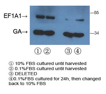 EEF1A1 Antibody - With 293T cell line lysate,resolved proteins were electrophoretically transferred to PVDF membrane and incubated sequentially with primary antibody EF1A1(1:500, 4 degrees C overnight ) and horseradish peroxidase-conjugated second antibody (rabbit). After washing, the bound antibody complex was detected using an ECL chemiluminescence reagent and XAR film (Kodak).