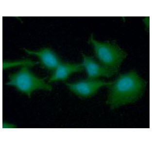 EEF1A1 Antibody - ICC/IF analysis of EEF1A1 in A549 cells line, stained with DAPI (Blue) for nucleus staining and monoclonal anti-human EEF1A1 antibody (1:100) with goat anti-mouse IgG-Alexa fluor 488 conjugate (Green).