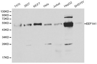 EEF1A1 Antibody - Western blot of EEF1A1 pAb in extracts from T470, 293T, MCF7, Hela, Jurkat, HepG2 and SHSY5Y cells.