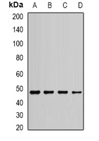EEF1A1 Antibody - Western blot analysis of EEF1A1 expression in MCF7 (A); Jurkat (B); HepG2 (C); SHSY5Y (D) whole cell lysates.