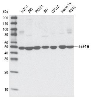 EEF1A1 Antibody - Western blot of extracts from various cell types.