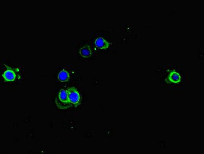 EEF1A1 Antibody - Immunofluorescent analysis of HeLa cells diluted at 1:100 and Alexa Fluor 488-congugated AffiniPure Goat Anti-Rabbit IgG(H+L)