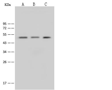 EEF1A1 Antibody - Anti-EEF1A1 rabbit polyclonal antibody at 1:500 dilution. Lane A: HeLa Whole Cell Lysate. Lane B: MCF7 Whole Cell Lysate. Lane C: HEK-293 Whole Cell Lysate. Lysates/proteins at 30 ug per lane. Secondary: Goat Anti-Rabbit IgG (H+L)/HRP at 1/10000 dilution. Developed using the ECL technique. Performed under reducing conditions. Predicted band size: 50 kDa. Observed band size: 50 kDa.