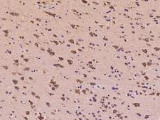 EEF1A1 Antibody - Immunochemical staining of human EEF1A1 in human brain with rabbit polyclonal antibody at 1:500 dilution, formalin-fixed paraffin embedded sections.
