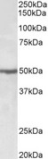EEF1A2 Antibody - EEF1A2 antibody (0.5 ug/ml) staining of Jurkat lysate (35 ug protein in RIPA buffer). Primary incubation was 1 hour. Detected by chemiluminescence.