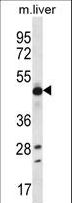 EEF1A2 Antibody - EEF1A2 Antibody western blot of mouse liver tissue lysates (35 ug/lane). The EEF1A2 antibody detected the EEF1A2 protein (arrow).