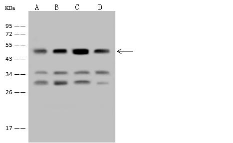 EEF1A2 Antibody - Anti-EEF1A2 rabbit polyclonal antibody at 1:500 dilution. Lane A: HepG2 Whole Cell Lysate. Lane B: MCF7 Whole Cell Lysate. Lane C: U-251 MG Whole Cell Lysate. Lane D: Jurkat Whole Cell Lysate. Lysates/proteins at 30 ug per lane. Secondary: Goat Anti-Rabbit IgG (H+L)/HRP at 1/10000 dilution. Developed using the ECL technique. Performed under reducing conditions. Predicted band size: 50 kDa. Observed band size: 50 kDa.