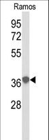 EEF1D Antibody - Western blot of EEF1D antibody in Ramos cell line lysates (35 ug/lane). EEF1D (arrow) was detected using the purified antibody.