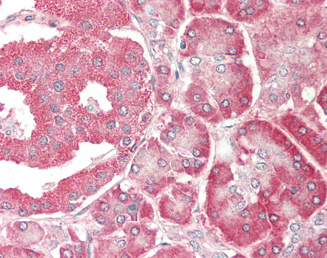 EEF1D Antibody - Human Pancreas: Formalin-Fixed, Paraffin-Embedded (FFPE).  This image was taken for the unconjugated form of this product. Other forms have not been tested.